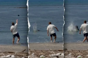 monk-seal-split