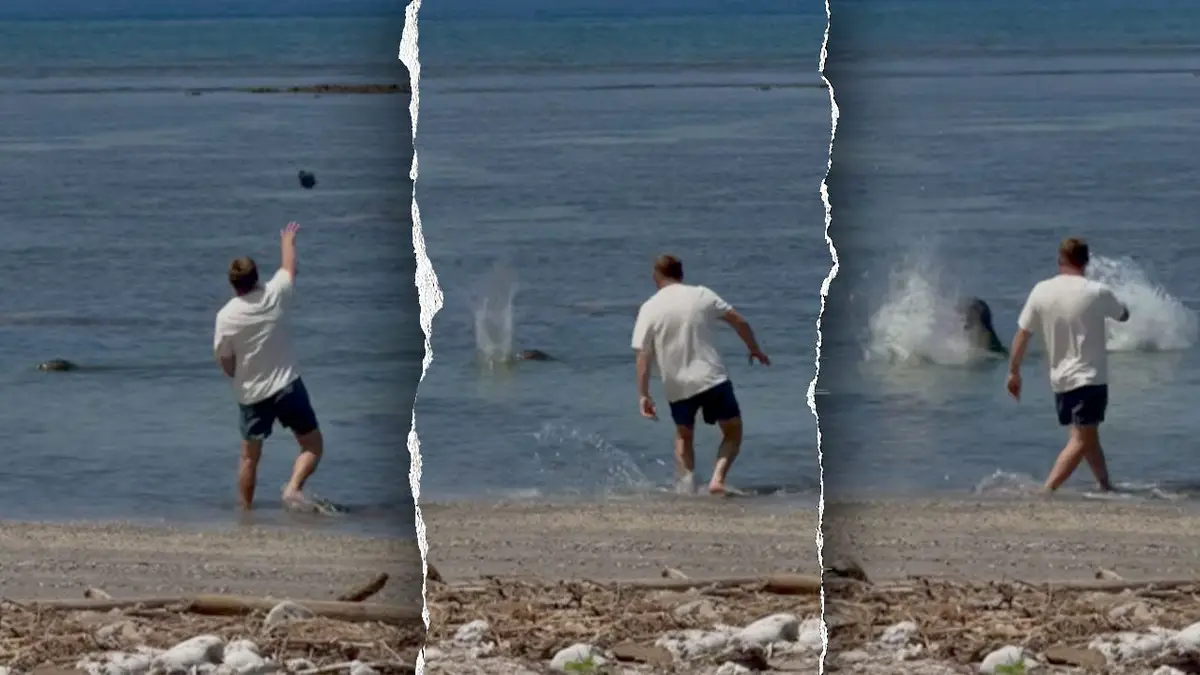monk-seal-split