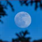 Full moon in a blue evening sky framed by dark tree silhouettes.