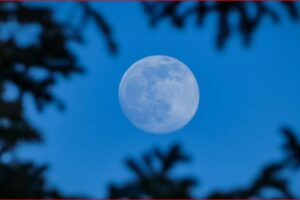 Full moon in a blue evening sky framed by dark tree silhouettes.