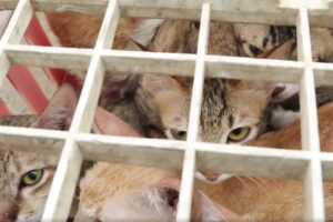 Several cats tightly packed behind a metal grid cage, peering through bars at the viewer.
