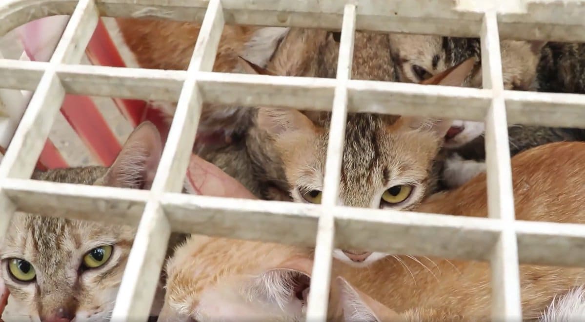 Several cats tightly packed behind a metal grid cage, peering through bars at the viewer.