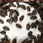 Many dark brown cockroaches crawling over a white plate or dish.