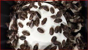Many dark brown cockroaches crawling over a white plate or dish.