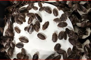 Many dark brown cockroaches crawling over a white plate or dish.