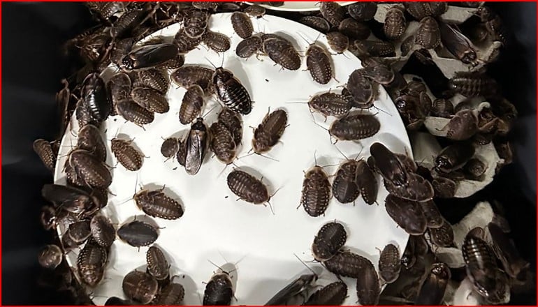 Many dark brown cockroaches crawling over a white plate or dish.