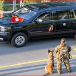 Black hearse parked on a street with American and Swiss flags on the hood; a military police officer stands beside a K-9 dog awaiting departure.