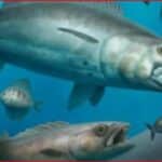 School of silver fish swimming in clear blue ocean water.