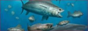School of silver fish swimming in clear blue ocean water.