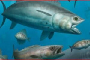 School of silver fish swimming in clear blue ocean water.