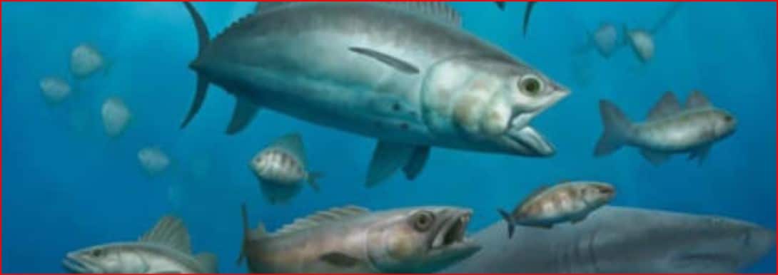 School of silver fish swimming in clear blue ocean water.