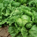 iceberg lettuce recall