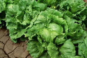 iceberg lettuce recall