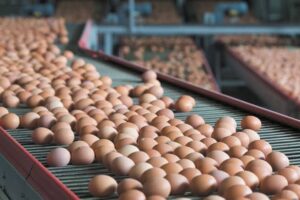 Rows of brown eggs lined up on a conveyor belt in an egg processing facility.