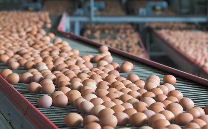 Rows of brown eggs lined up on a conveyor belt in an egg processing facility.