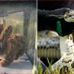 Robot Rabbits