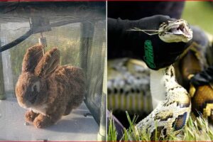 Robot Rabbits