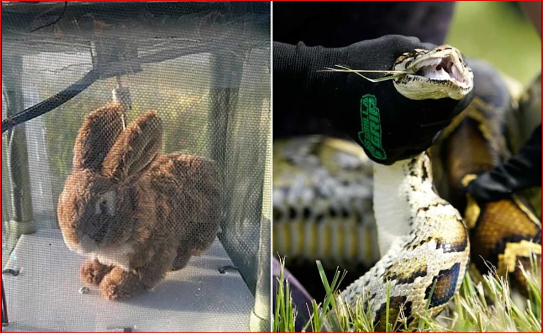 Robot Rabbits