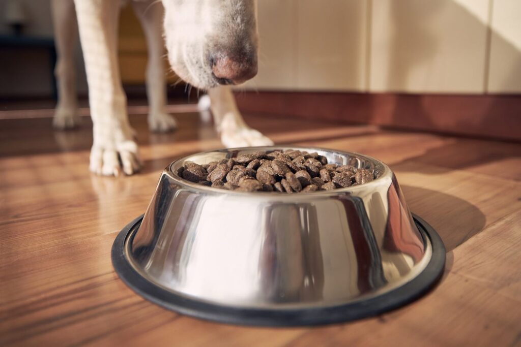 dog food recall