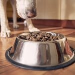 dog food recall