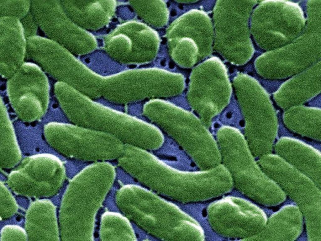 louisiana vibrio vulnificus outbreak