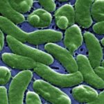 louisiana vibrio vulnificus outbreak