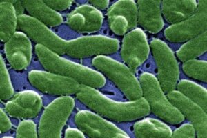 louisiana vibrio vulnificus outbreak