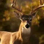 Georgetown hunting incident