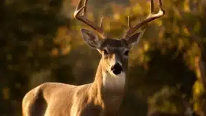 Georgetown hunting incident