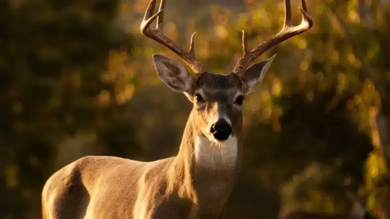 Georgetown hunting incident