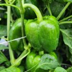 Mark Frisbie Crop Insurance Fraud Probe