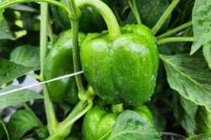 Mark Frisbie Crop Insurance Fraud Probe