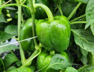 Mark Frisbie Crop Insurance Fraud Probe
