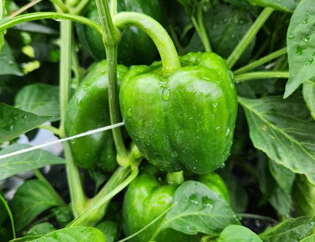 Mark Frisbie Crop Insurance Fraud Probe