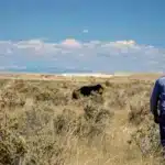 USDA cattle herd initiative