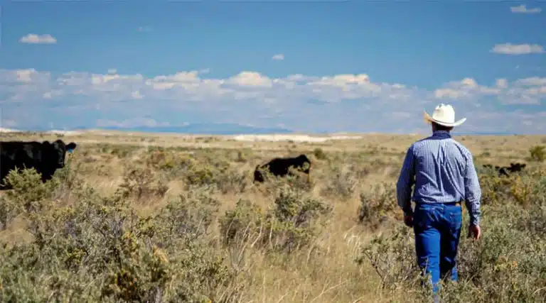 USDA cattle herd initiative
