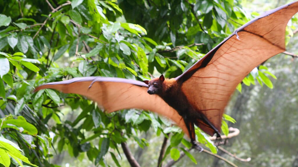 Pteropus,Vampyrus,(large,Flying,Fox),In,Full,Flight