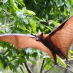 Pteropus,Vampyrus,(large,Flying,Fox),In,Full,Flight