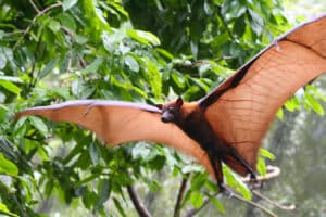 Pteropus,Vampyrus,(large,Flying,Fox),In,Full,Flight