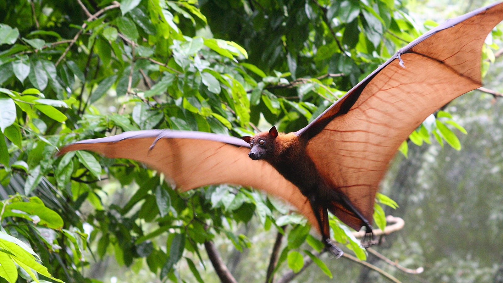 Pteropus,Vampyrus,(large,Flying,Fox),In,Full,Flight