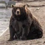 fat bear week