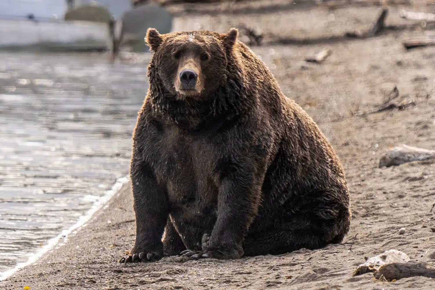 fat bear week