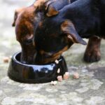 fi dog supplement salmonella recall
