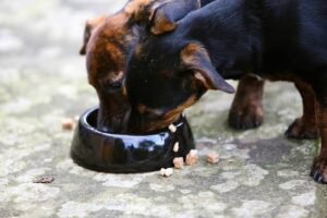 fi dog supplement salmonella recall