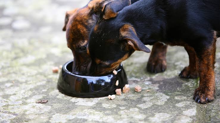 fi dog supplement salmonella recall