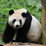 giant pandas at Zoo Atlanta