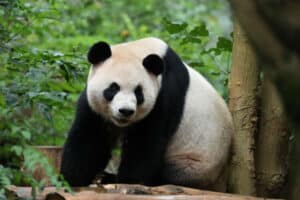 giant pandas at Zoo Atlanta