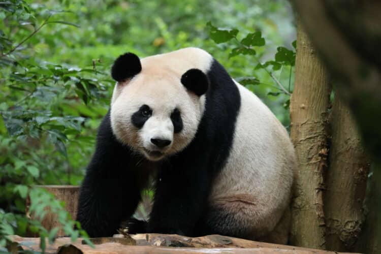 giant pandas at Zoo Atlanta