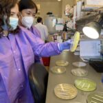 CDC researchers examine bacterial cultures while studying drug-resistant germs at a Connecticut laboratory.