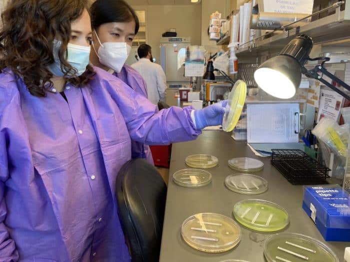 CDC researchers examine bacterial cultures while studying drug-resistant germs at a Connecticut laboratory.